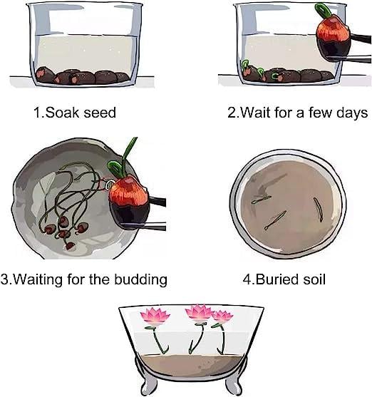 LotusWaters – Bonsai Water Garden Seeds for Pond and Balcony