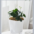 Plant pot with water reservoir – Self-watering flower pot for houseplants