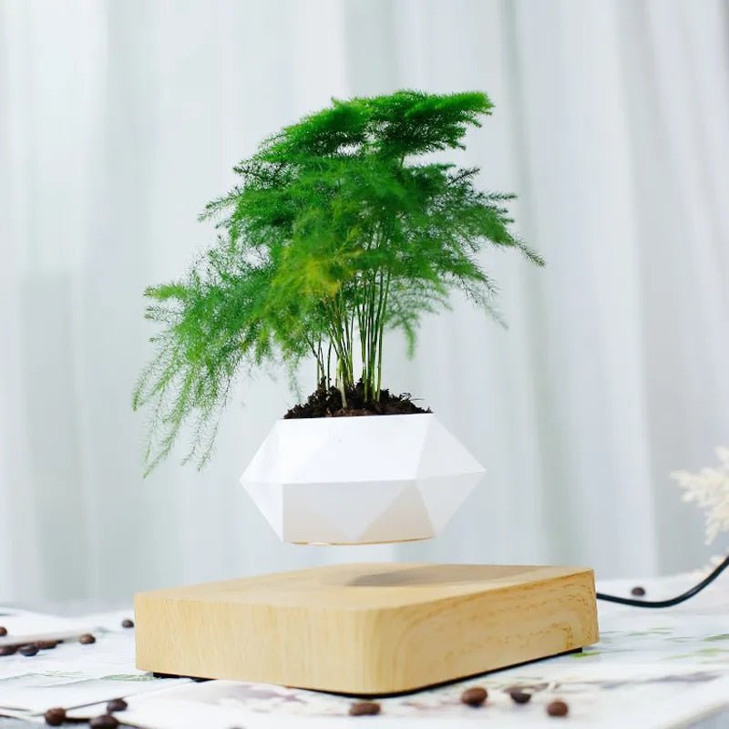 Anti-gravity plants - Astonish your space - Nature reinvented