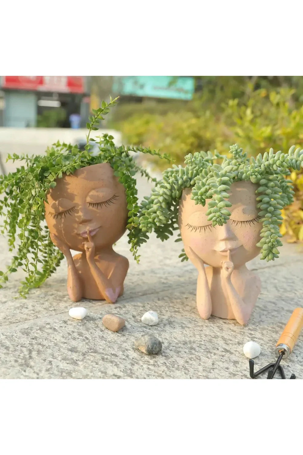 Succulent Plants Pot