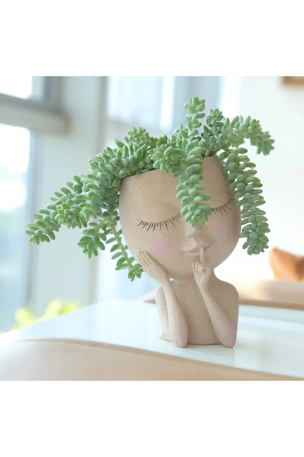 Succulent Plants Pot
