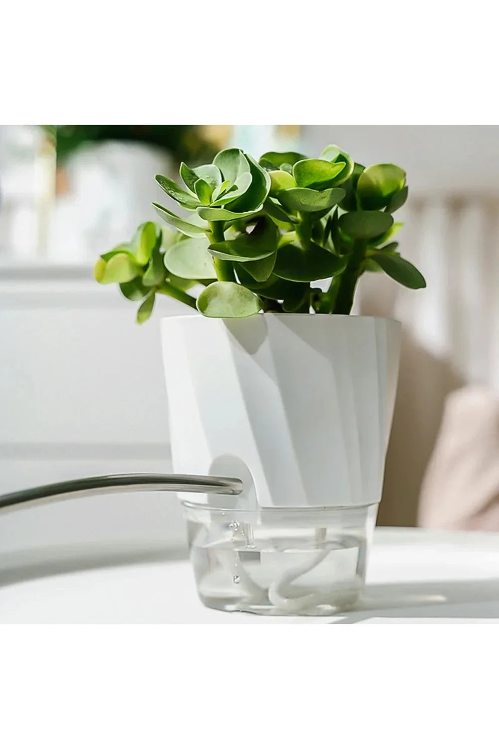 Transparent office plant pot