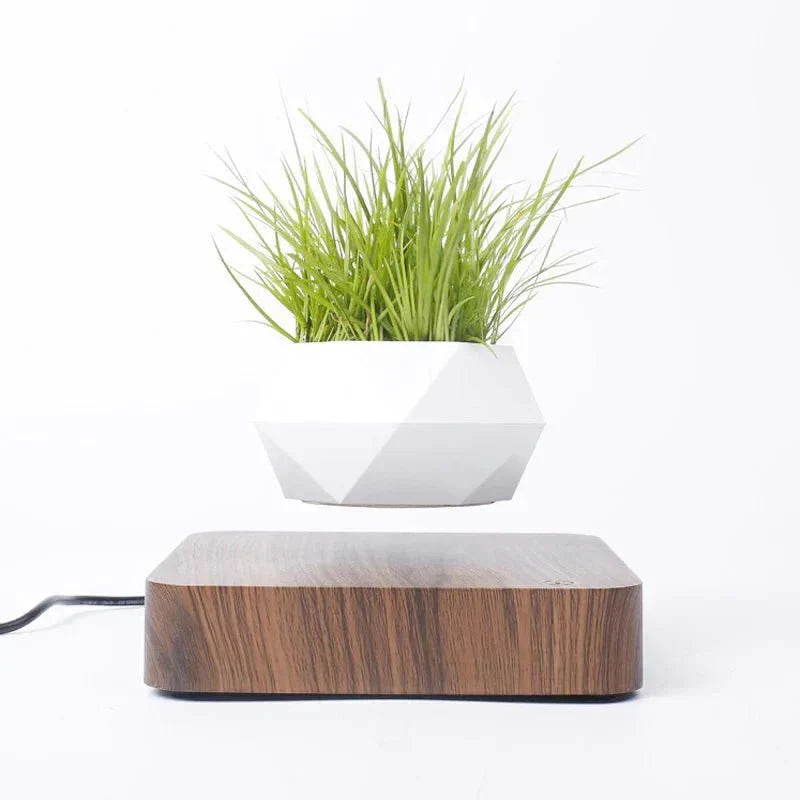Anti-gravity plants - Astonish your space - Nature reinvented